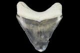 Serrated, Bone Valley Megalodon Tooth - Florida #99838-1